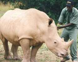 The park also had White rhinos. They conserved the species in the late 1900s and early 2000s until they became extinct from the region.